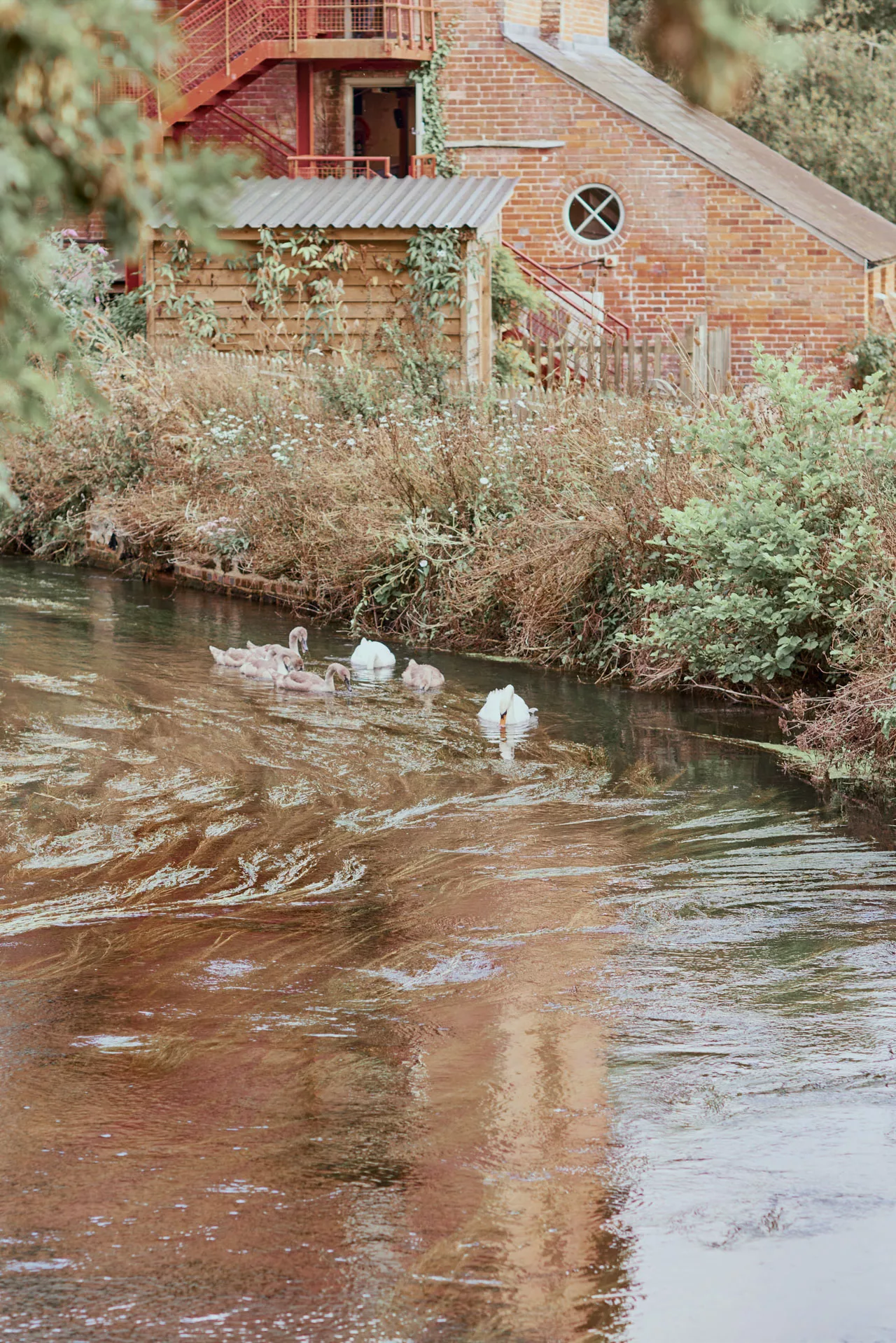 Swans on the River Avon at Sopley Mill